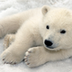 Illustration for article titled Heartbreaking Photos Of Polar Bears Who Will Die Before The Next ‘Metroid Prime’ If Nintendo Doesn’t Get Their Shit Together
